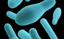 Clostridium Difficile