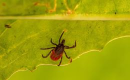 Tick-Borne Encephalitis